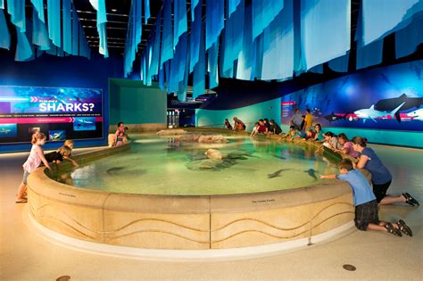 Fish tanks indianapolis. Things To Know About Fish tanks indianapolis. 